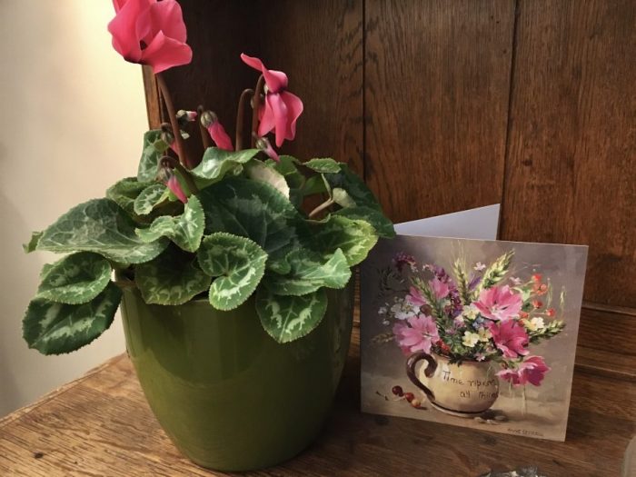 Indoor Cyclamen