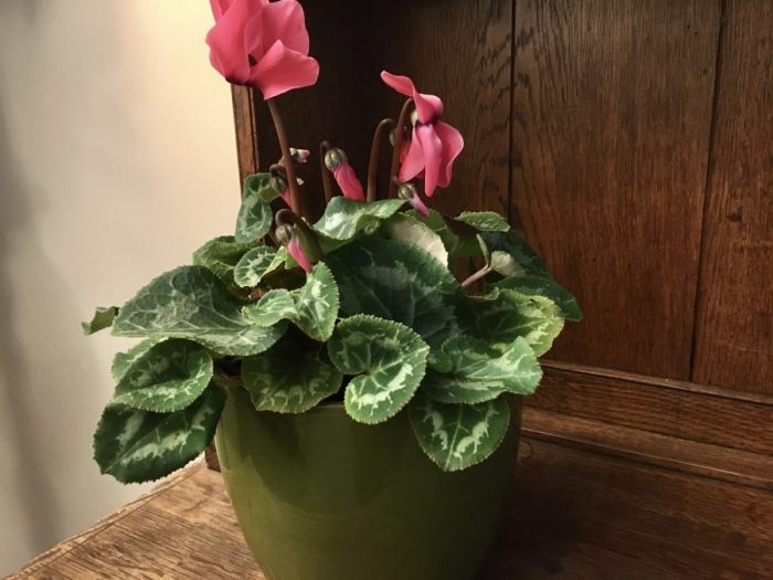 cyclamen plant